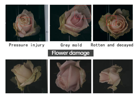 La machine de tri des roses et la machine d'emballage des roses de Focusight