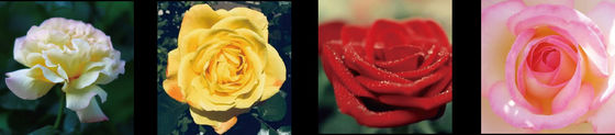 La machine de tri des roses et la machine d'emballage des roses de Focusight
